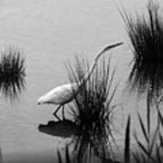 Egret In Black And White Poster