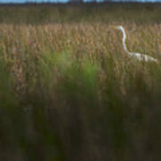 Egret In Swamp-1-0711 Poster