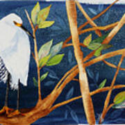 Egret In The Mangroves Poster