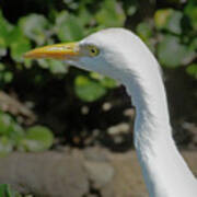 Egret-signed-#2297 Poster