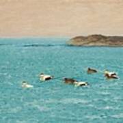 Eider Ducks Poster