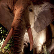 Elephant At Rainforest Cafe Poster