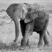 Elephant Happy And Free In Black And White Poster