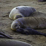 Elephant Seal Mom And Pup Poster