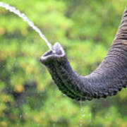 Elephant Taking A Drink Poster