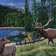Elk At Beaver Lake  Yellowstone Poster