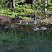 Baby Elk Rmnp Co Poster