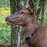 Elk In The Woods Poster