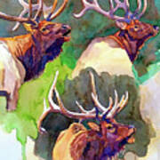 Elk Studies Poster