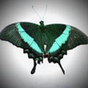 Emerald Swallowtail Butterfly Poster