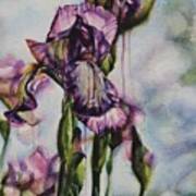 Enchanted Iris Garden Poster