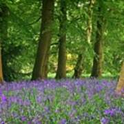 English Bluebell Woodland Poster
