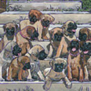 English Mastiff Puppies Poster