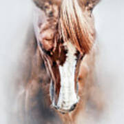Equine Portrait Beautiful Thoroughbred Horse Head Poster