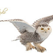 Eregal Studio Snowy Owl Graphic Poster