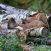 Ermine Foraging Poster