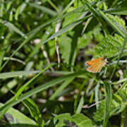 Essex Skipper 2 Poster