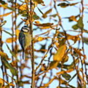 Eurasian Blue Tit, Cyanistes Caeruleus Poster