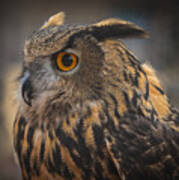 Eurasian Eagle Owl Portrait 2 Poster