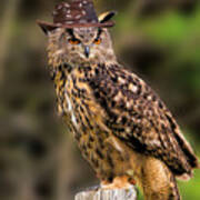 Eurasian Eagle Owl With A Cowboy Hat Poster