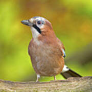 Eurasian Jay Poster