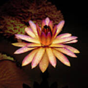 Evening Glow Water Lily Poster