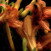 Evening Lilies Poster