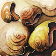 Evolving Shells Poster