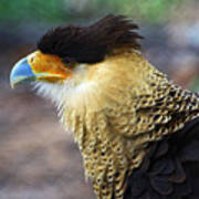 Excited Caracara Poster