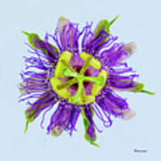 Expressive Yellow Green And Violet Passion Flower 50674b Poster