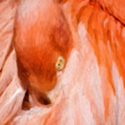 Eye Of A Flamingo Poster