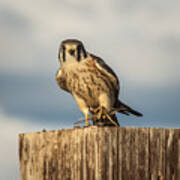 Faa American Kestrel Poster