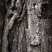 Face In A Tree Poster