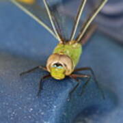 Face Of The Dragonfly Poster