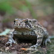 Face To Face With A Fowler Toad Poster