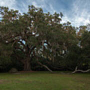 Fairchild Oak Poster