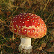 Fairy Tale Mushroom Poster