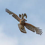 Falcon/hawk Glide Poster
