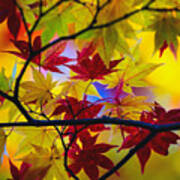 Fall Color - Japanese Maple Poster