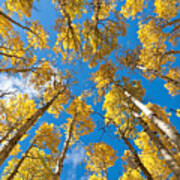 Fall Colored Aspens In The Inner Basin Poster
