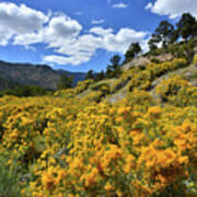 Fall Colors Come To Mt. Charleston Poster