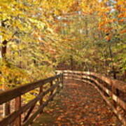 Fall Colors On A Morning Walk In The Woods In Autumn Poster