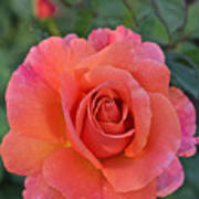Fall Gardens Harvest Rose 2 Poster