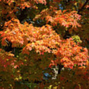 Fall Leaves 3 Autumn Leaf Colors Art Poster