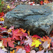 Fall Maple Leaves By Rock In Garden Backyard Poster