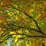 Fall Tree Poster