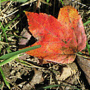 Fallen Leaf Poster