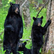 Family Of Black Bears Poster