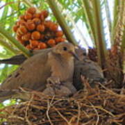 Family Of Mourning Doves Poster