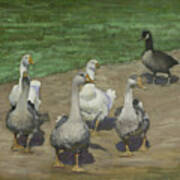Farm Geese Poster
